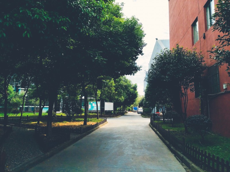 林荫小道